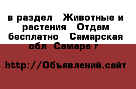  в раздел : Животные и растения » Отдам бесплатно . Самарская обл.,Самара г.